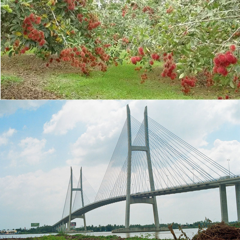 Vườn chôm chôm và cầu Mỹ Thuận 2 hình ảnh tiêu biểu của tỉnh Vĩnh Long