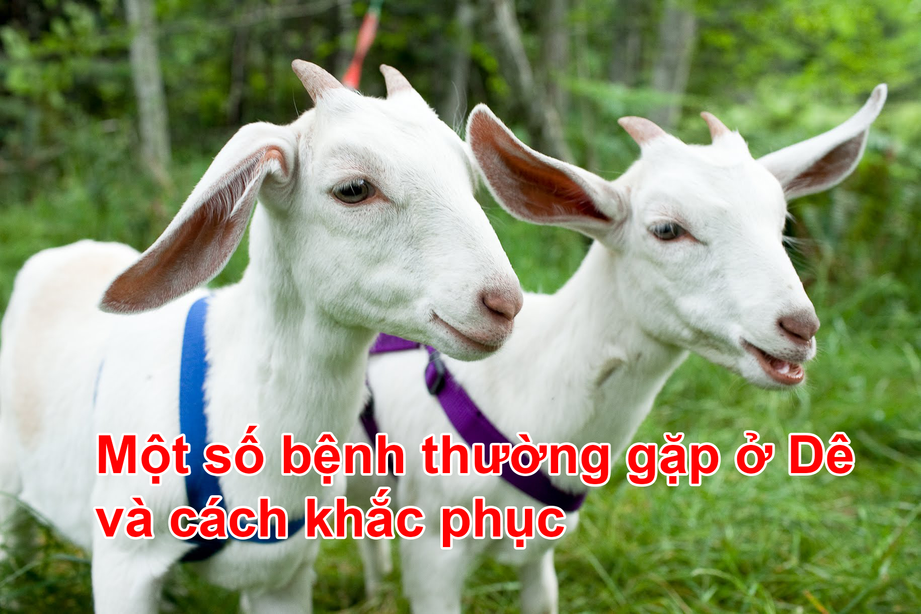 Một số bệnh thường gặp ở dê, và cách phòng chữa bệnh